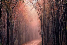 乒乓球亚洲杯：孙颖莎 王楚钦领衔国乒连战连捷.